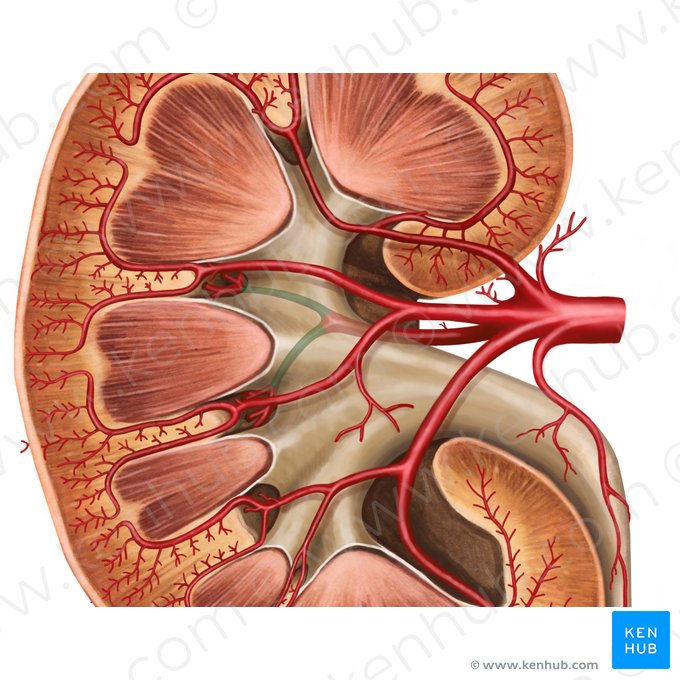Artéria segmentar posterior do rim (Arteria segmenti posterioris renis); Imagem: Irina Münstermann