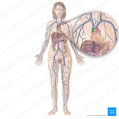 Vena cava superior (Obere Hohlvene); Bild: Begoña Rodriguez