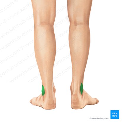 Malleolus lateralis fibulae (Außenknöchel des Wadenbeins); Bild: Irina Münstermann