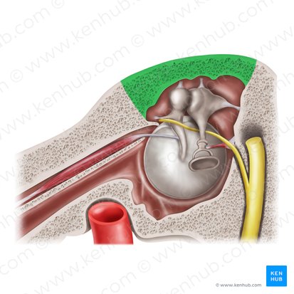 Tegmental wall of tympanic cavity (Paries tegmentalis cavitatis tympani); Image: Mao Miyamoto