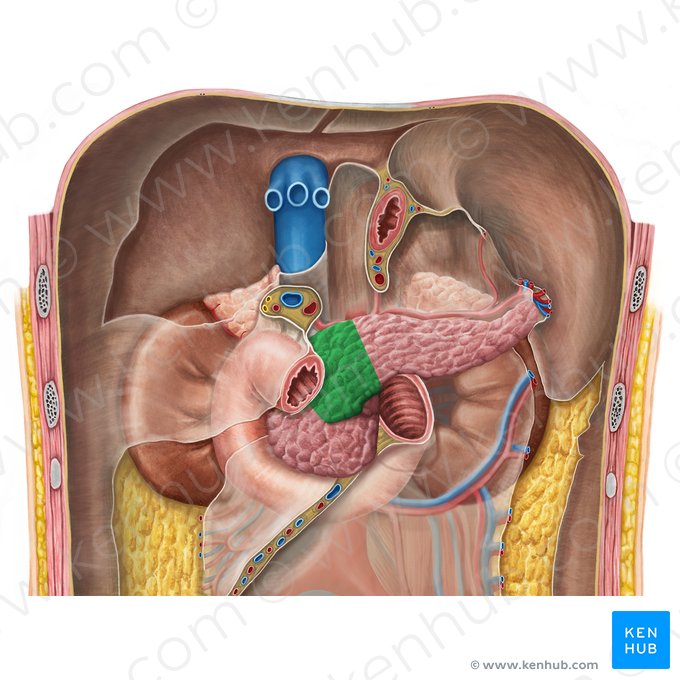 Cuello del páncreas (Collum pancreatis); Imagen: Irina Münstermann