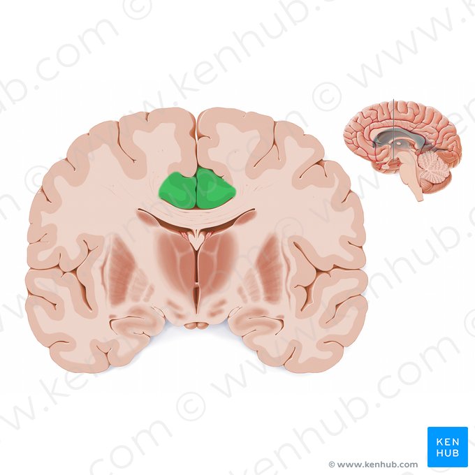 Cingulate gyrus (Gyrus cinguli); Image: Paul Kim