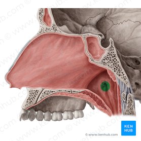 Ostium pharyngeum tubae auditivae (Rachenöffnung der Ohrtrompete); Bild: Yousun Koh
