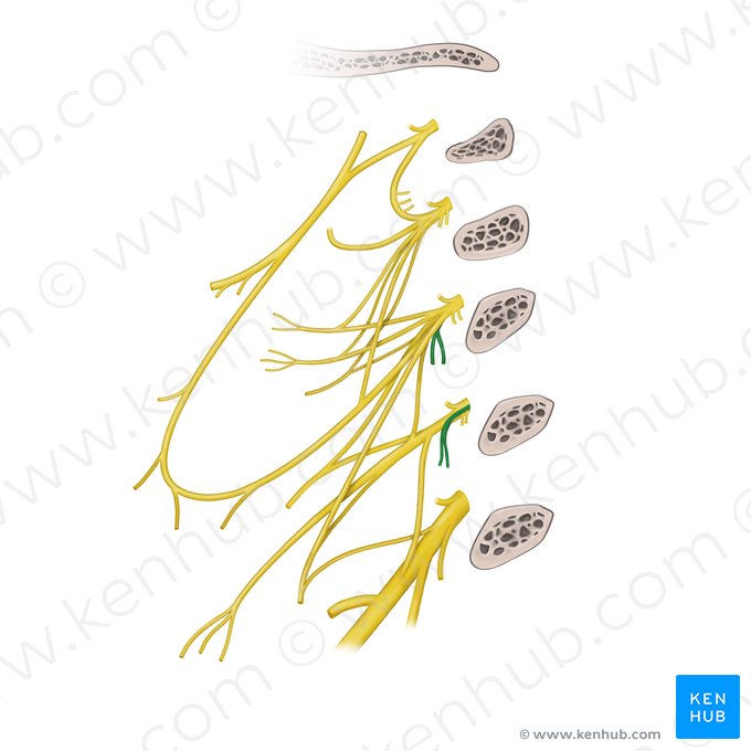 Ramos para los músculos escalenos y elevador de la escápula del plexo cervical (Rami musculares plexus cervicalis (musculi scaleni, musculus levator scapulae)); Imagen: Paul Kim