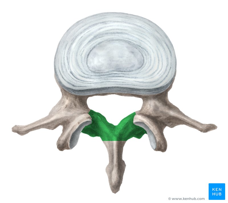Lamina of the vertebral arch - cranial view