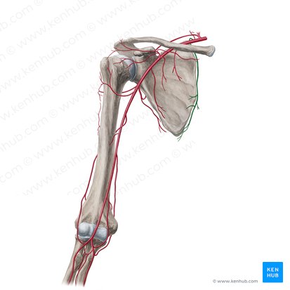 Artéria escapular dorsal (Arteria dorsalis scapulae); Imagem: Yousun Koh