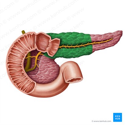 Corpo do pâncreas (Corpus pancreatis); Imagem: Irina Münstermann