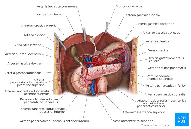 Arterien und Venen der Leber - Ansicht von anterior