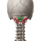Rectus capitis posterior minor muscle
