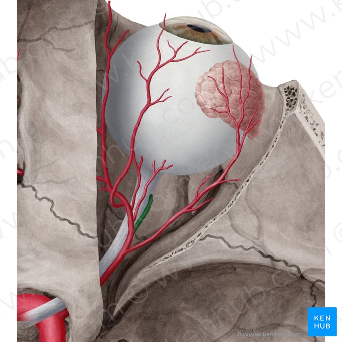 Artéria central da retina (Arteria centralis retinae); Imagem: Yousun Koh
