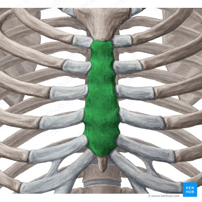 Body of sternum (Corpus sterni); Image: Yousun Koh