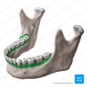Processo alveolar da mandíbula (Processus alveolaris mandibulae); Imagem: Yousun Koh