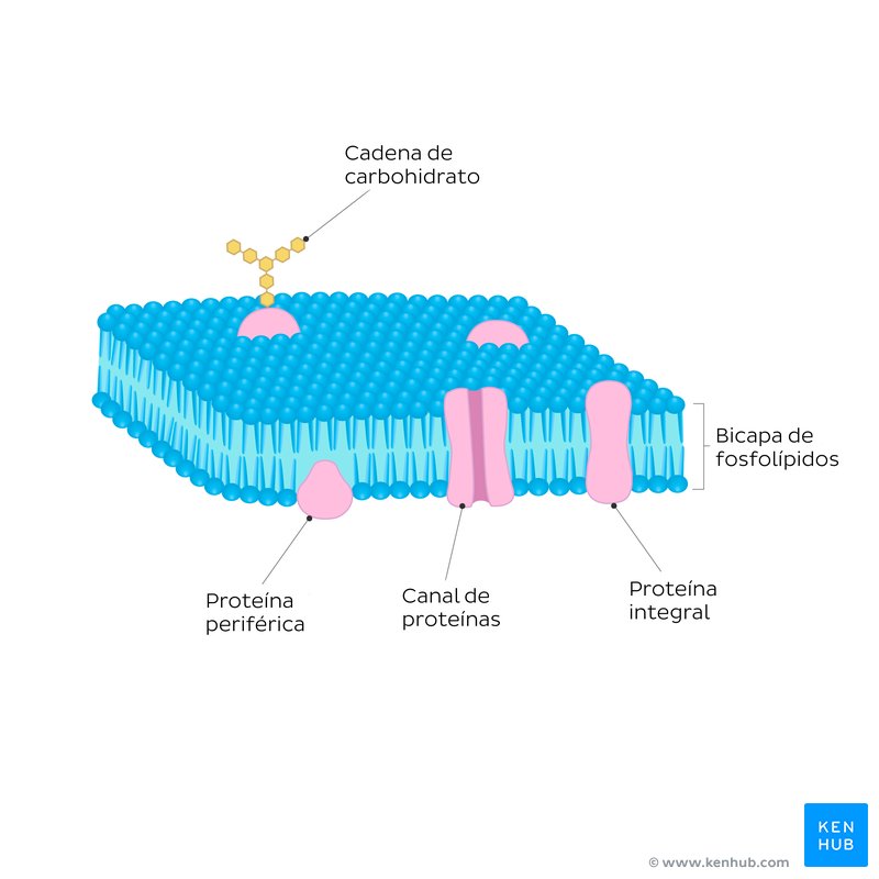 Membrana celular