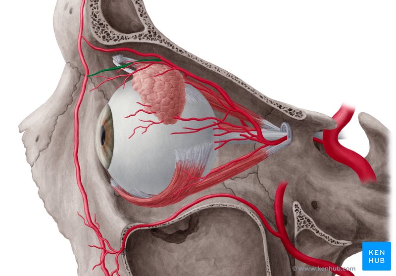Dorsal nasal artery - lateral-left view