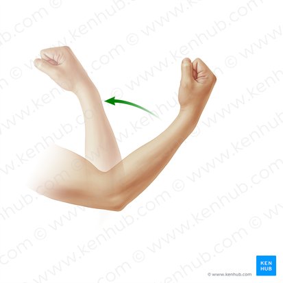 Flexão do antebraço (Flexio antebrachii); Imagem: Paul Kim