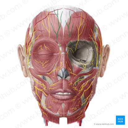 Supratrochlear nerve (Nervus supratrochlearis); Image: Yousun Koh