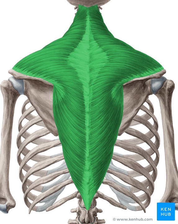 Trapezius Ridge