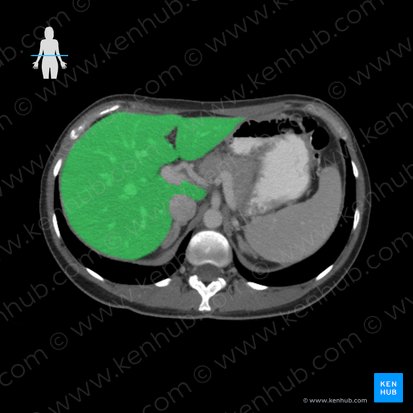 Liver (Hepar); Image: 