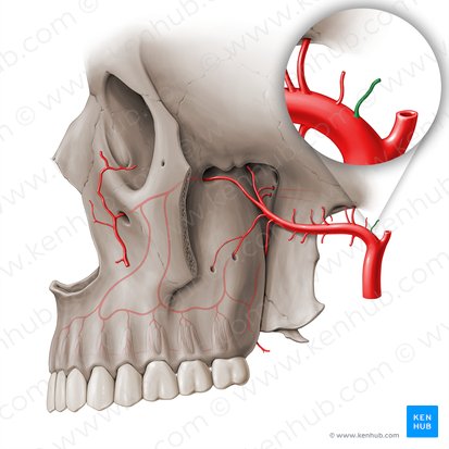 Artère auriculaire profonde (Arteria auricularis profunda); Image : Paul Kim