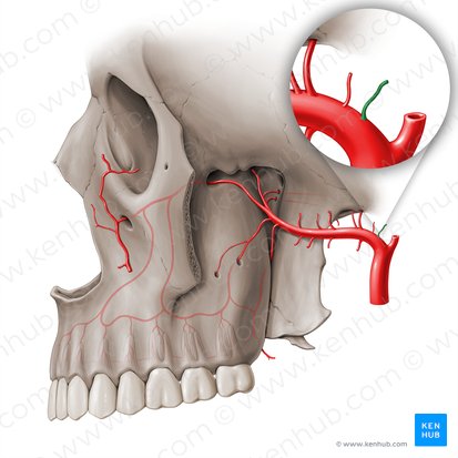 Deep auricular artery (Arteria auricularis profunda); Image: Paul Kim