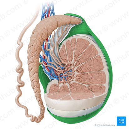 Lamina parietalis tunicae vaginalis testis (Wandblatt der Scheidenhaut des Hodens); Bild: Paul Kim