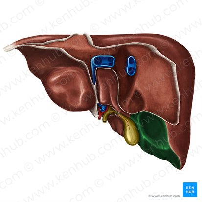 Visceral surface of right lobe of liver (Facies visceralis lobi dextri hepatis); Image: Irina Münstermann