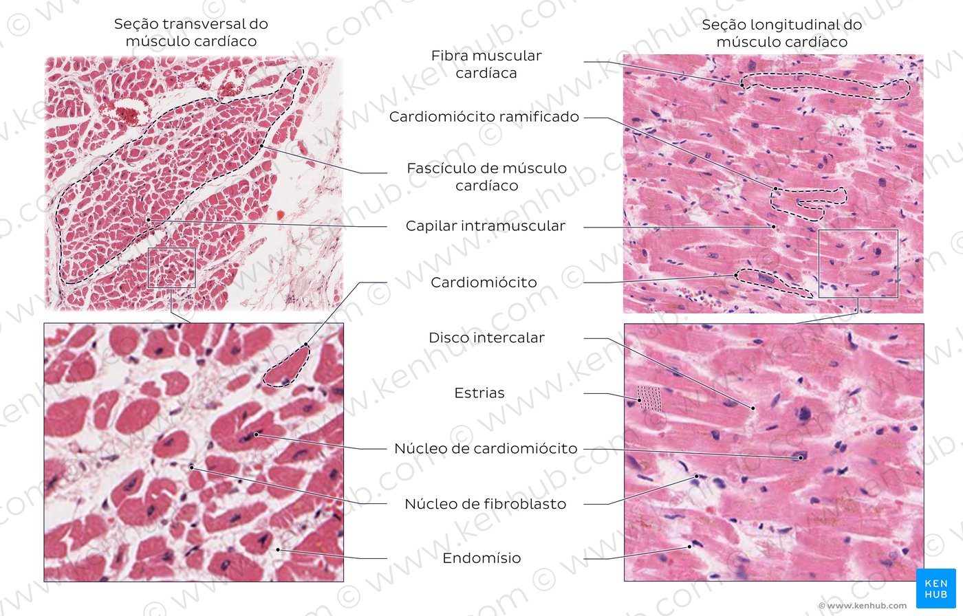 Tecido Conjuntivo Histologia I | Sexiz Pix