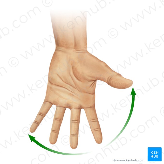 Abducción de los dedos de la mano (Abductio digitorum manus); Imagen: Paul Kim