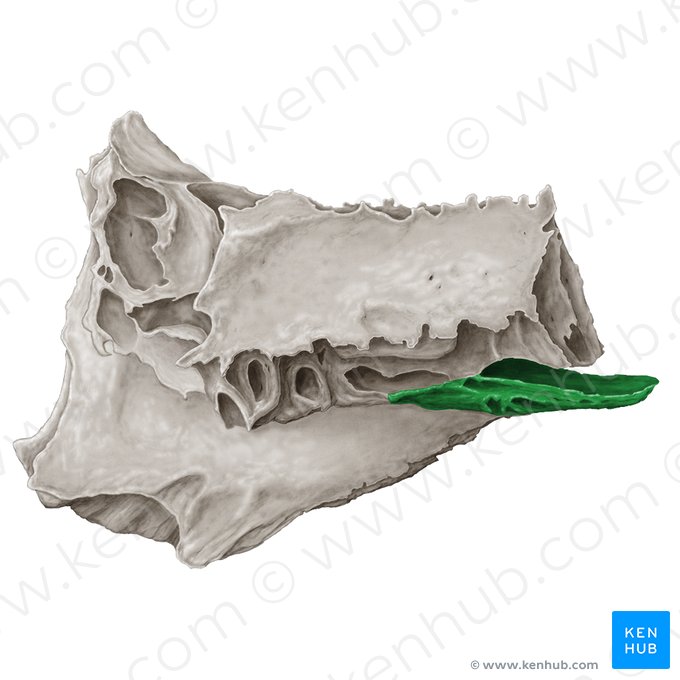 Concha nasal média (Concha media nasi ossis ethmoidalis); Imagem: Samantha Zimmerman