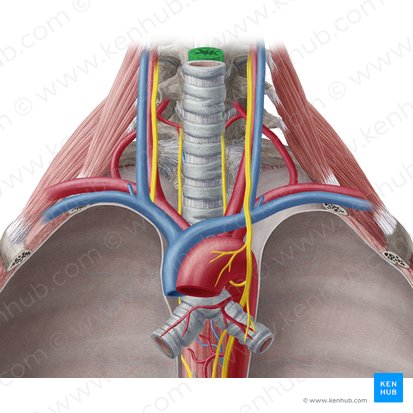 Pars cervicalis oesophagi (Halsteil der Speiseröhre); Bild: Yousun Koh