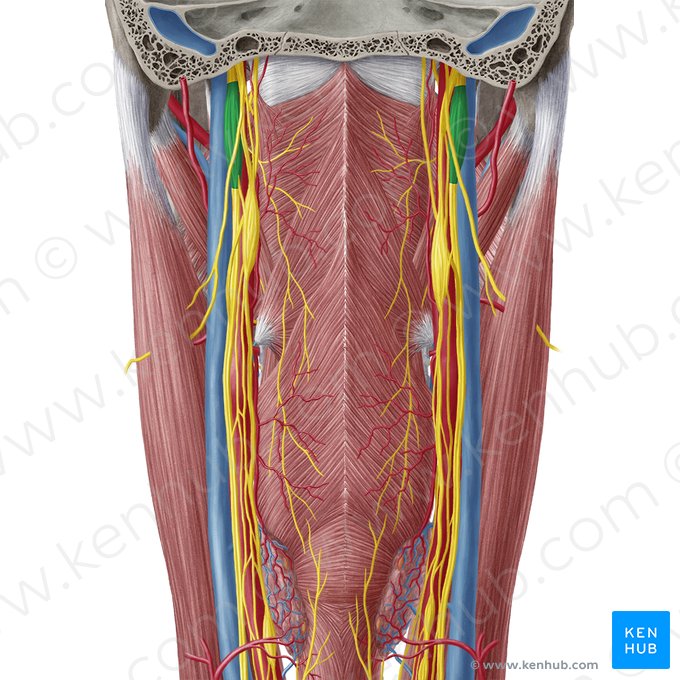 Inferior ganglion of vagus nerve (Ganglion inferius nervi vagi); Image: Yousun Koh