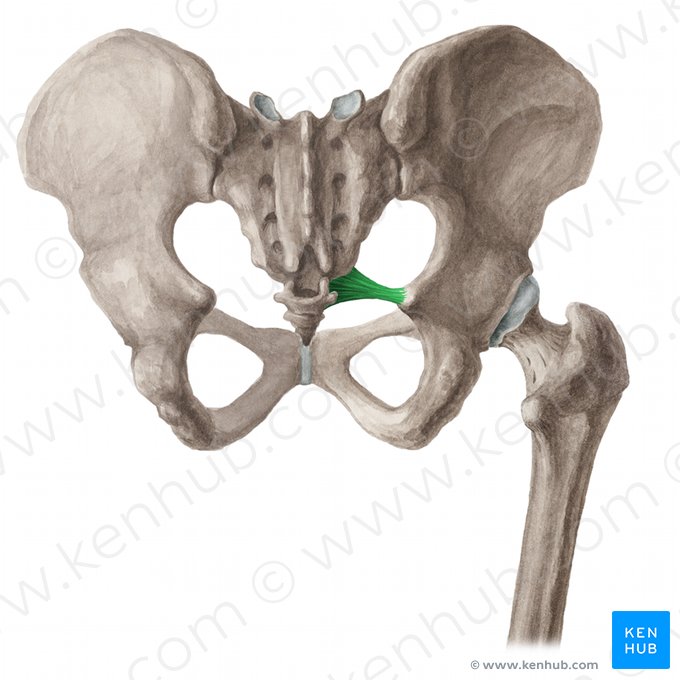 Ligament sacro-épineux (Ligamentum sacrospinale); Image : Liene Znotina