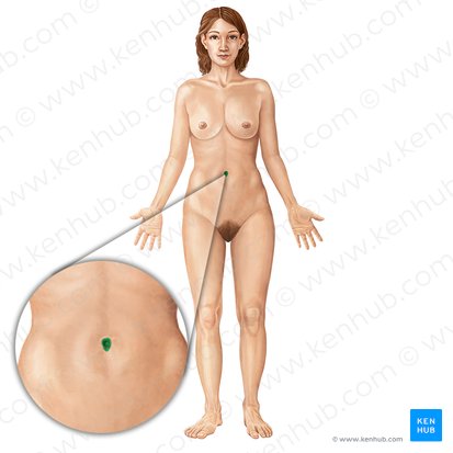 Ombligo (Umbilicus); Imagen: Irina Münstermann
