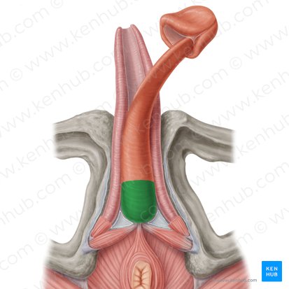 Bulbus penis (Penisknolle); Bild: Samantha Zimmerman