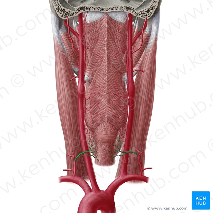 Arteria tiroidea inferior (Arteria thyroidea inferior); Imagen: Yousun Koh