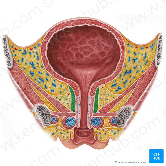 Músculo esfíncter externo da uretra propriamente dito (Musculus sphincter externus proprius urethrae femininae); Imagem: Irina Münstermann