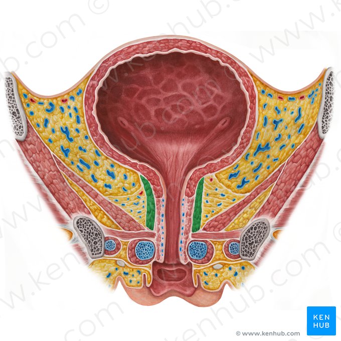 Muscle sphincter externe de l'urètre féminin (Musculus sphincter externus proprius urethrae femininae); Image : Irina Münstermann