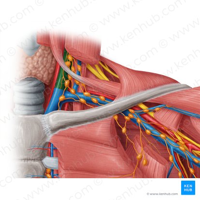 Vena jugularis interna (Innere Drosselvene); Bild: Samantha Zimmerman