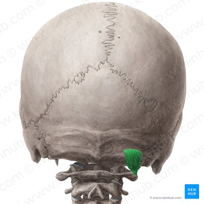 Muscle oblique supérieur de la tête (Musculus obliquus capitis superior); Image : Yousun Koh