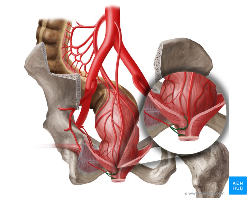 Inferior rectal artery (arteria rectalis inferior)