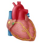 Atrioventricular node