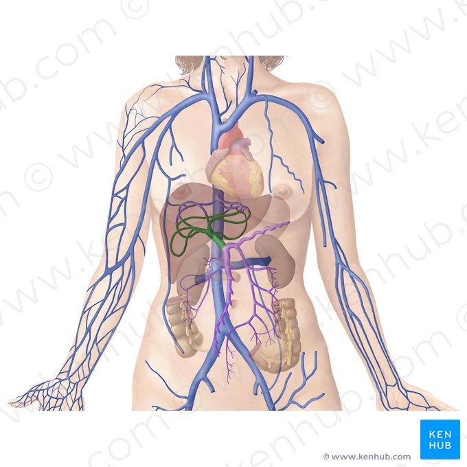 Hepatic portal vein (Vena portae hepatis); Image: Begoña Rodriguez