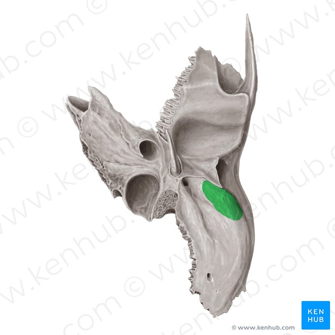 Proceso mastoides del hueso temporal (Processus mastoideus ossis temporalis); Imagen: Samantha Zimmerman