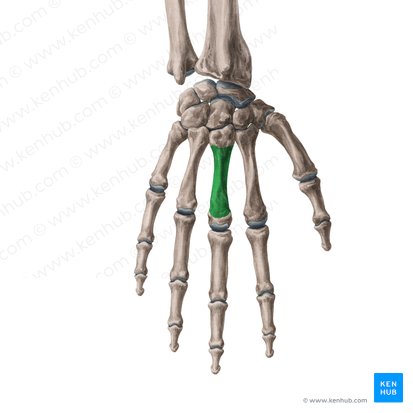 Cuerpo del tercer metacarpiano (Corpus ossis metacarpi 3); Imagen: Yousun Koh
