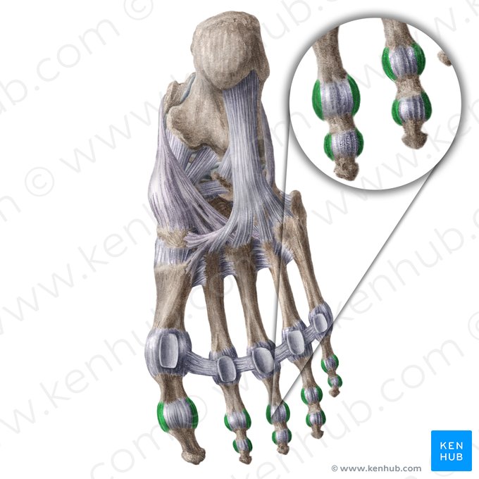 Ligamentos colaterales de las articulaciones interfalángicas del pie (Ligamenta interphalangea collateralia pedis); Imagen: Liene Znotina