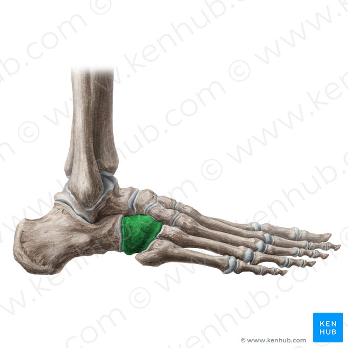 Cuboid bone (Os cuboideum); Image: Liene Znotina