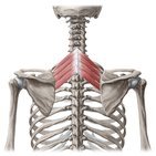 Musculus serratus posterior superior