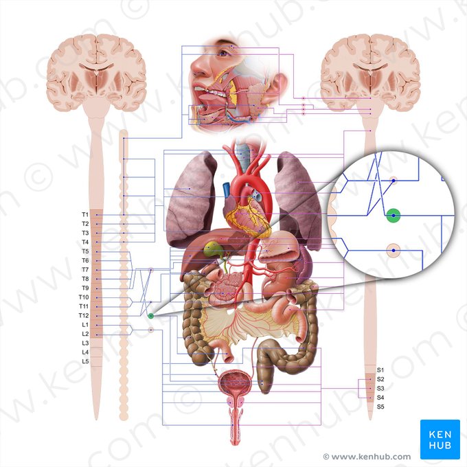 Superior mesenteric ganglion (Ganglion mesentericum superius); Image: Paul Kim