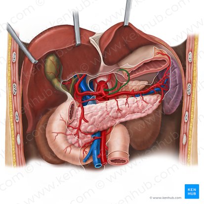 Abdomen  Clinical Gate