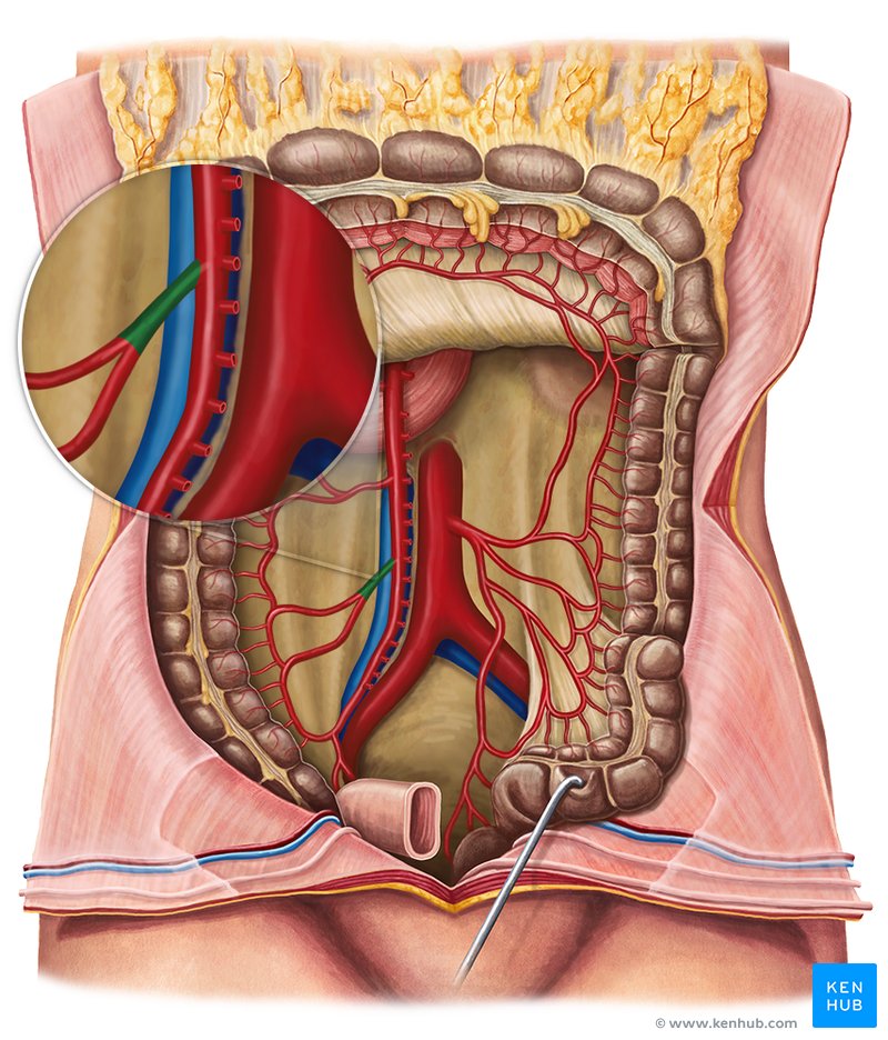 Ileocolic artery (arteria ileocolica)